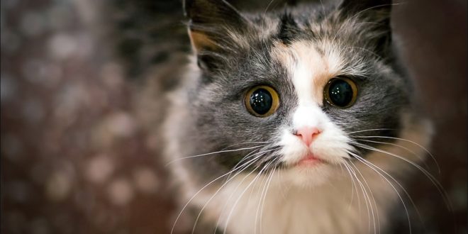 5 советов, как не потерять кошку на даче